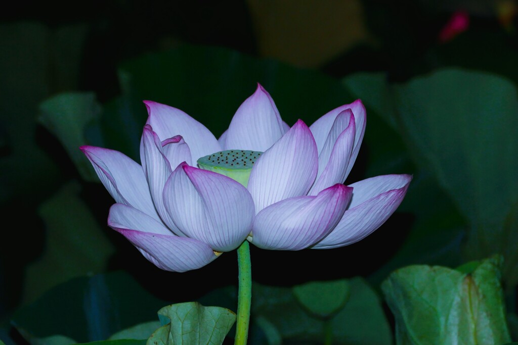 夜の蓮②