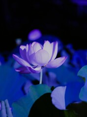 夜の蓮③