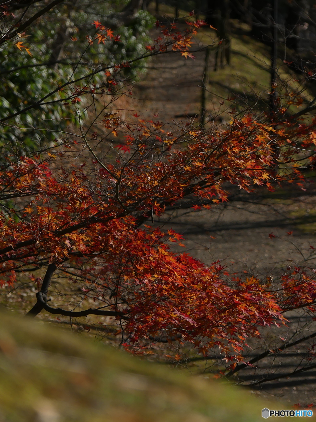 まだ紅葉してました⑧
