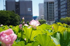 暑さに負けない蓮②