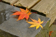 紅葉の夫婦