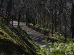 地元の公園を散歩①