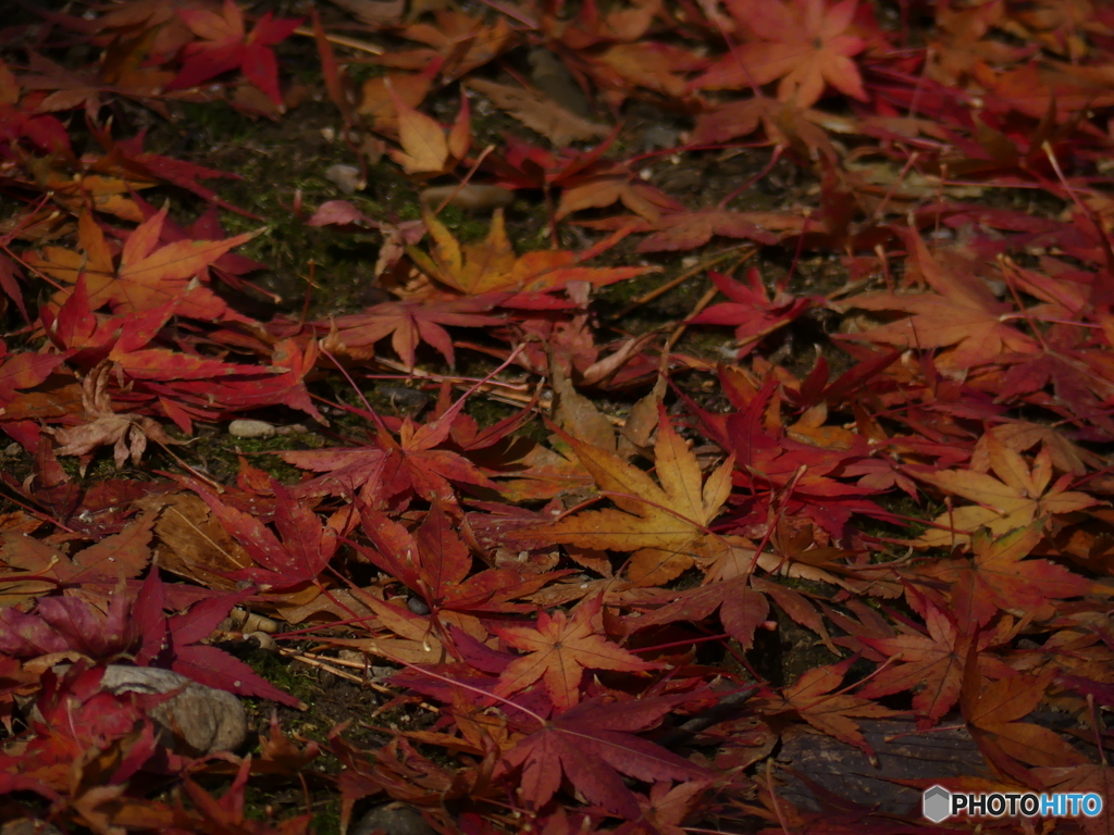 まだ紅葉してました⑤