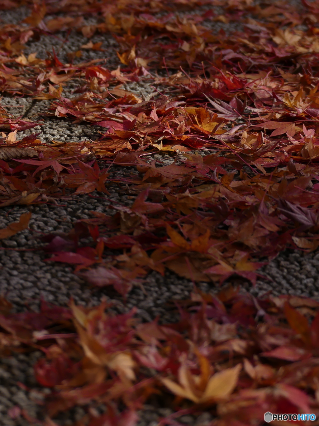 まだ紅葉してました③