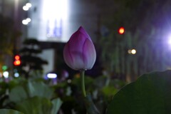 夜の蓮①