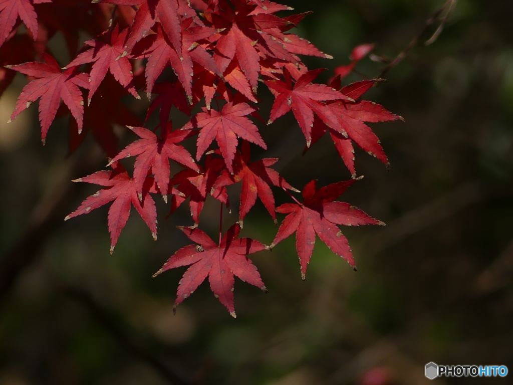 まだ紅葉してました④