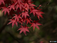 まだ紅葉してました④