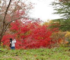 紅葉撮影