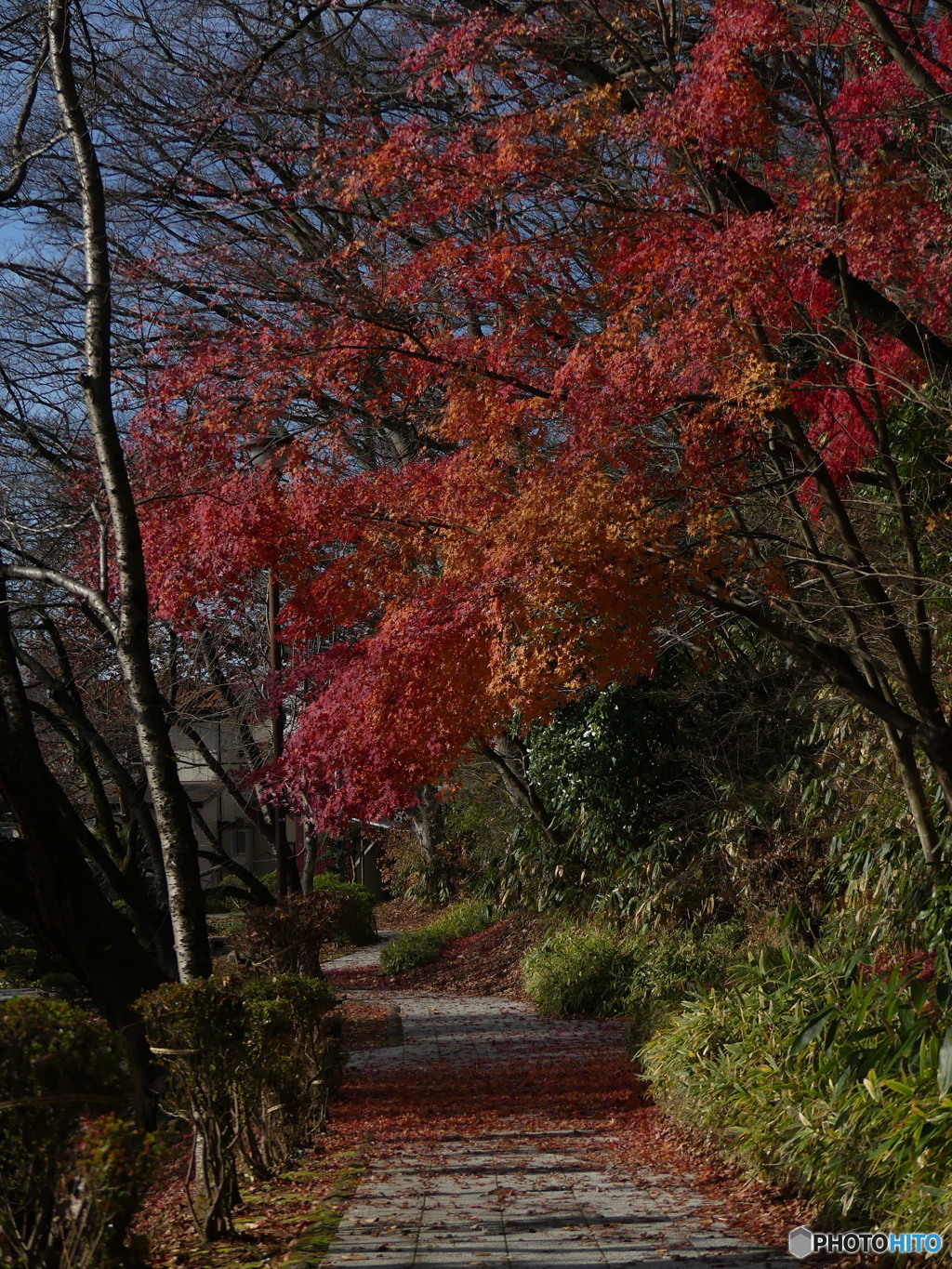 まだ紅葉してました①