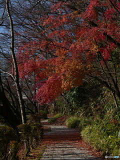 まだ紅葉してました①