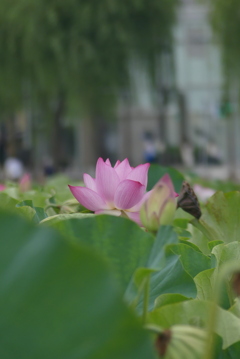 昼の蓮④