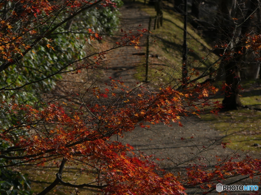 まだ紅葉してました⑦