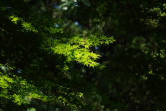 弥彦神社にて④