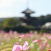 法起寺とコスモスと蜜蜂