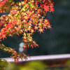 近所の紅葉