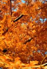 DSC_0098 (1)~2