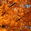 DSC_0098 (1)~2