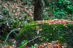 DSC_0046 (2)