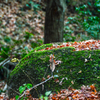 DSC_0046 (2)