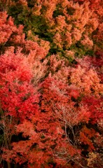 茜色に染まる紅葉