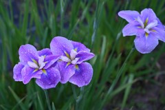 初夏の花