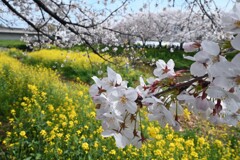 春の饗宴