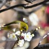 春の訪れ
