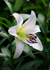 白いユリの花言葉（純潔）