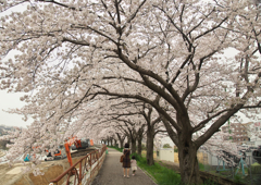 川沿いの遊歩道