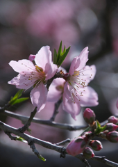 桃の花（４）