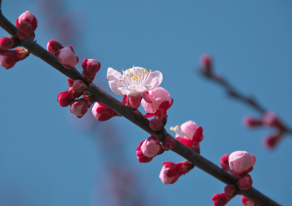 あんずの花