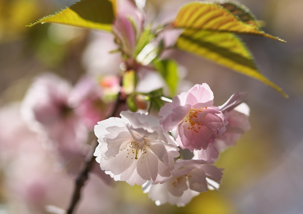 八重桜