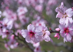 アーモンドの花