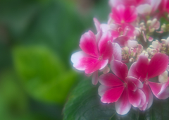 まるで撫子の花（アジサイ）