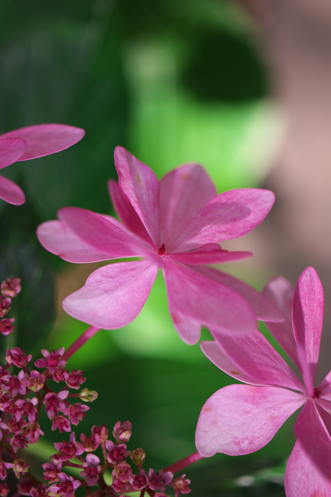 花とガク（アジサイ）