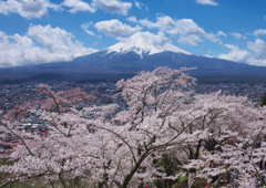 富士山と桜