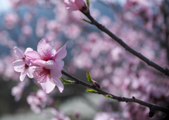 アーモンドの花