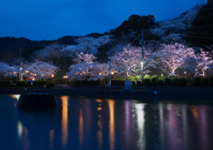 甘木公園の夜桜