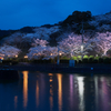 甘木公園の夜桜