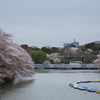 千鳥ヶ淵