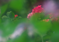 葉の中に隠れて（アジサイ）