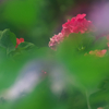 葉の中に隠れて（アジサイ）