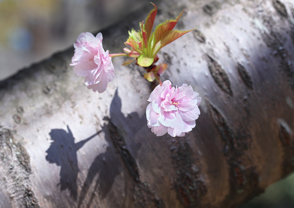 八重桜