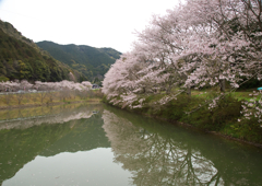 赤穂山八天桜