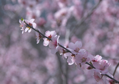 アーモンドの花
