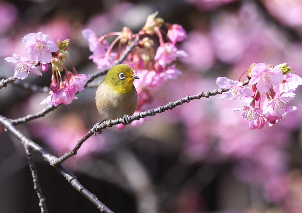 河津桜にメジロ