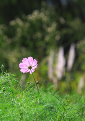 一輪の秋桜