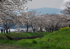 筑前町の桜