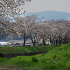 筑前町の桜