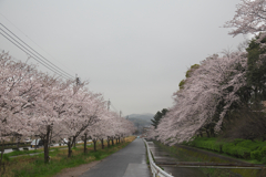 志免町県道沿いの桜並木